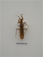 藏品(螳螂)的圖片